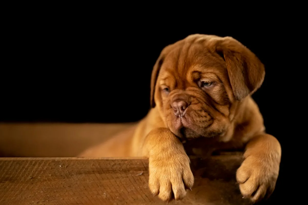 Cachorro dócil descansando tranquilamente sobre tapete higiênico em sala decorada de apartamento de temporada
